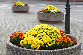 Kwiaty ozdobiły miasto w ramach kampanii „Pomoc dla posiadaczy chryzantem”