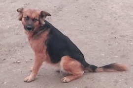 Poszukujemy właścicieli lub osób chętnych do adopcji psów