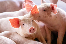Program pomocowy skierowany do producentów świń, którzy zaprzestali produkcji