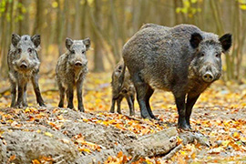 Zagrożenie ASF - postępowanie w przypadku znalezienia padłego dzika