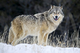 Wilk nie taki straszny - jak odpowiednio reagować na incydenty z udziałem wilków
