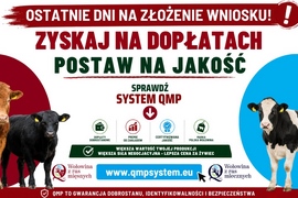 Ekoschemat „Dobrostan zwierząt” - dodatkowe pieniądze dla hodowców bydła z QMP 