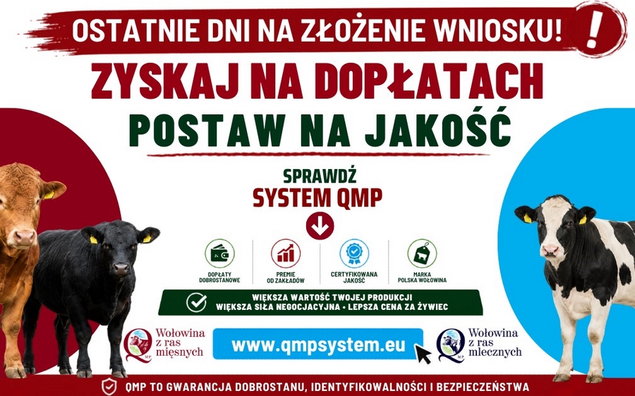 Ekoschemat „Dobrostan zwierząt” - dodatkowe pieniądze dla hodowców bydła z QMP 