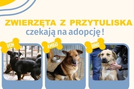 Daj dom, zyskaj wiernego przyjaciela - adoptuj psa z ciechanowieckiego przytuliska